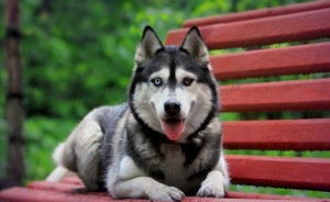 Siberian Husky Dog Insurance