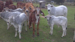 ... australian animals laura sykes brahman heifer polled brahman cattle