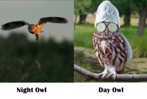 Night Owl - Day Owl