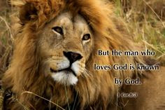 with animal pictures who loves bible lion scriptures lions love bible ...