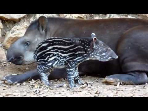 True Facts About The Tapir - zefrank