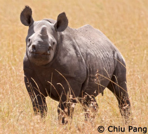 Record Number Rhinos Killed...