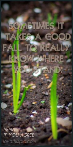 ... fall stand wisdom inspiration pinterest pinterest quotes take a fall