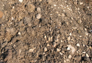 This Clay Based Fill Dirt...