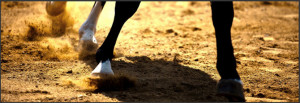 equestrian quotes welcome to our collection of equine related quotes