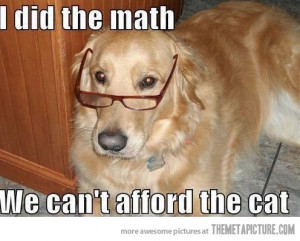 Funny photos funny dog Golden glasses smart