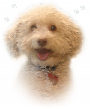 lean dog, a keen dog, a wild dog, and lone;