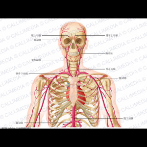 HEAD NECK THORAX ANTERIOR VIEW ARTERIES