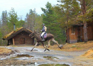 Can You Ride A Moose Wait, you can actually go