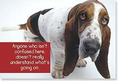 Basset Hound Quotes