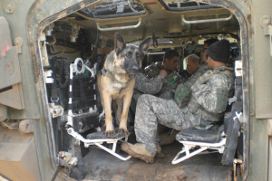 Rex on guard in Iraq as his soldiers take a lunch break in their ...