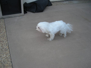 The Neverending Story Falcor Quotes Falcor from the neverending