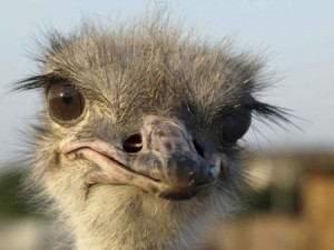 funny cute ostrich image funny cute ostrich image