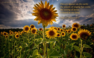 Related images of amazing sunflowers wallpaper christian: