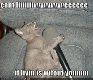 Very funny cat pictures Funny quotes 'n' Cat picture