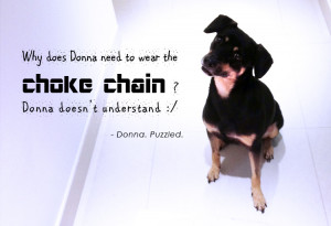 Basic Obedience Course and Dog-Aggressive Dogs