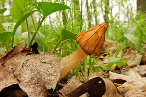 Found Mushrooms Ohio Please