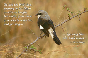 Be like the bird that, pausing in her flight awhile on boughs too ...
