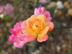 Money Rose Buds Flower