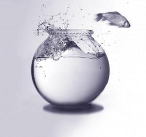 The Fishbowl and the Ocean...