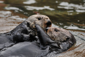 Otters Celebrating The Death Of The California 'No-Otter Zone'