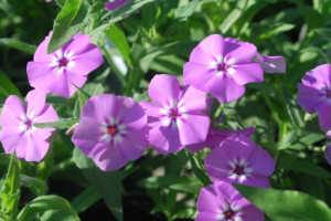 Sunny Spring Day At a glance: spring pink