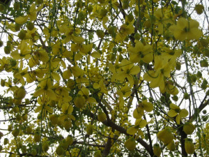 Wishing you a Very Happy and Prospersous Vishu.