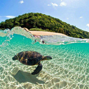 An endangered Hawaiian Green Sea Turtle (Honu) cruising along the ...