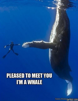 im-a-whale.jpg