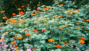 Growing Mexican Sunflower Tithonia