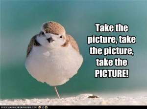 New Funny Pictures Bird With Captions