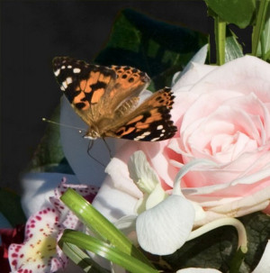 Butterfly Wedding