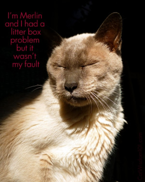 ... More Cats in Homes with #PreciousCat Cat Attract Litter & #Giveaway