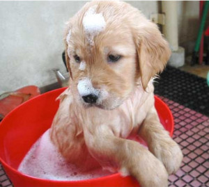 puppy covered in bubbles.