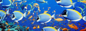 Facebook Covers featuring amazing images of fish and sea life aquarium ...