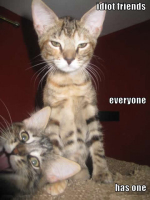 Funny cat picture; hilarious photo cute cats one looks discusted the ...