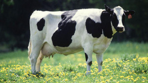 cow-female-black-white.jpg
