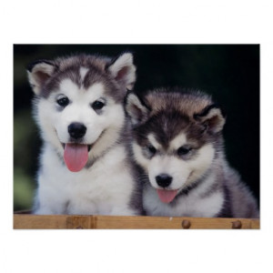 Cute Husky Puppies Poster