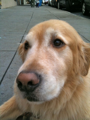 Golden retriever expressions can be divided into two groups: happy and ...