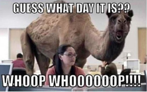 hump day