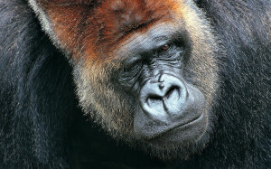 Big Gorilla Animal Fullscreen Wallpaper