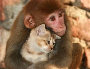 Macaco faz carinho em filhote de gato, que parece bem aconchegado ...
