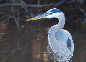 Importance Of Nature Quotes Thoreau