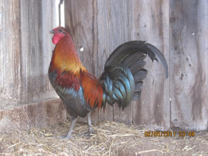 Thread: california roll call