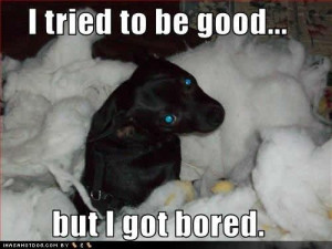 Funny Dog Pictures with Funny Quotes