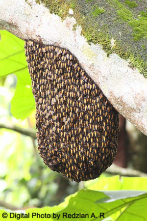 Wild Honey Bee Swarm Sarang Lebah picture