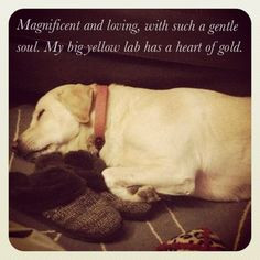 for Star - a big Yellow lab..... Nothing loves you like a yellow lab ...