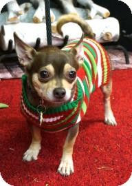 Chester Springs, PA - Chihuahua Mix. Meet Gatsby a Dog for Adoption ...