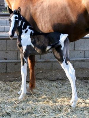 Horse, Spotted Saddle Horse, Southern California, Temecula, Gaited ...