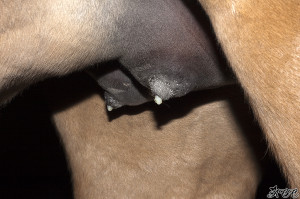 Discuss Pre-foaling signs and estimates? at the Horse Breeding forum ...